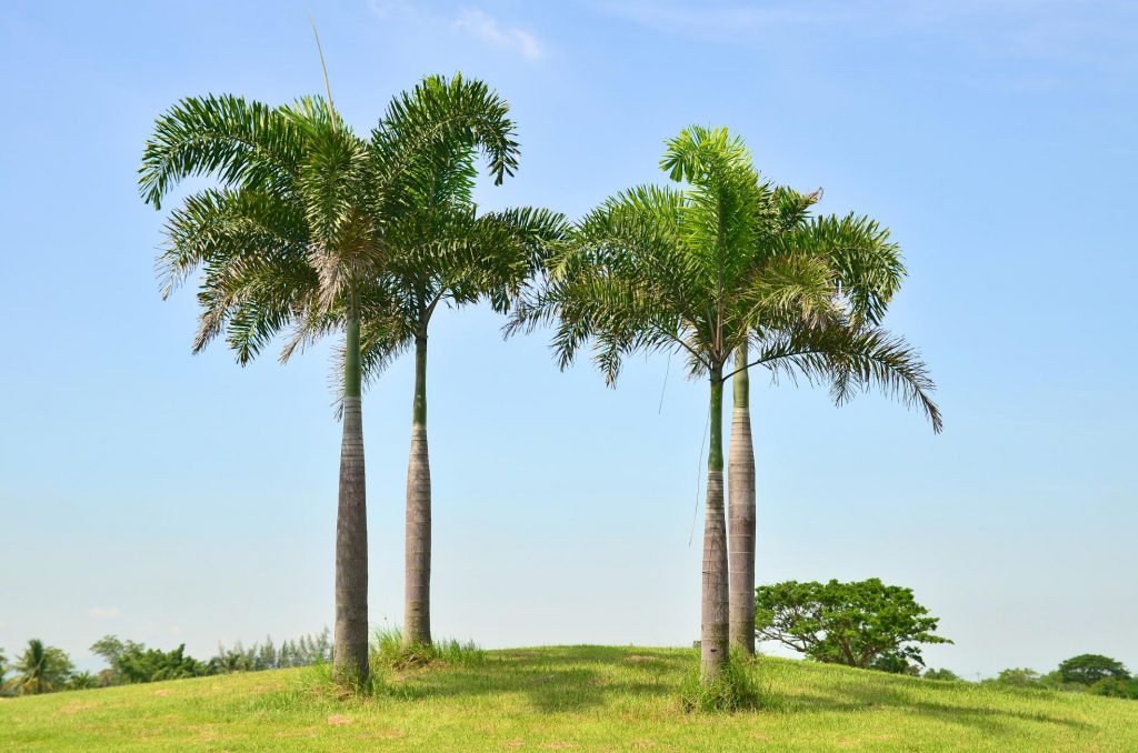 las vegas palm trees