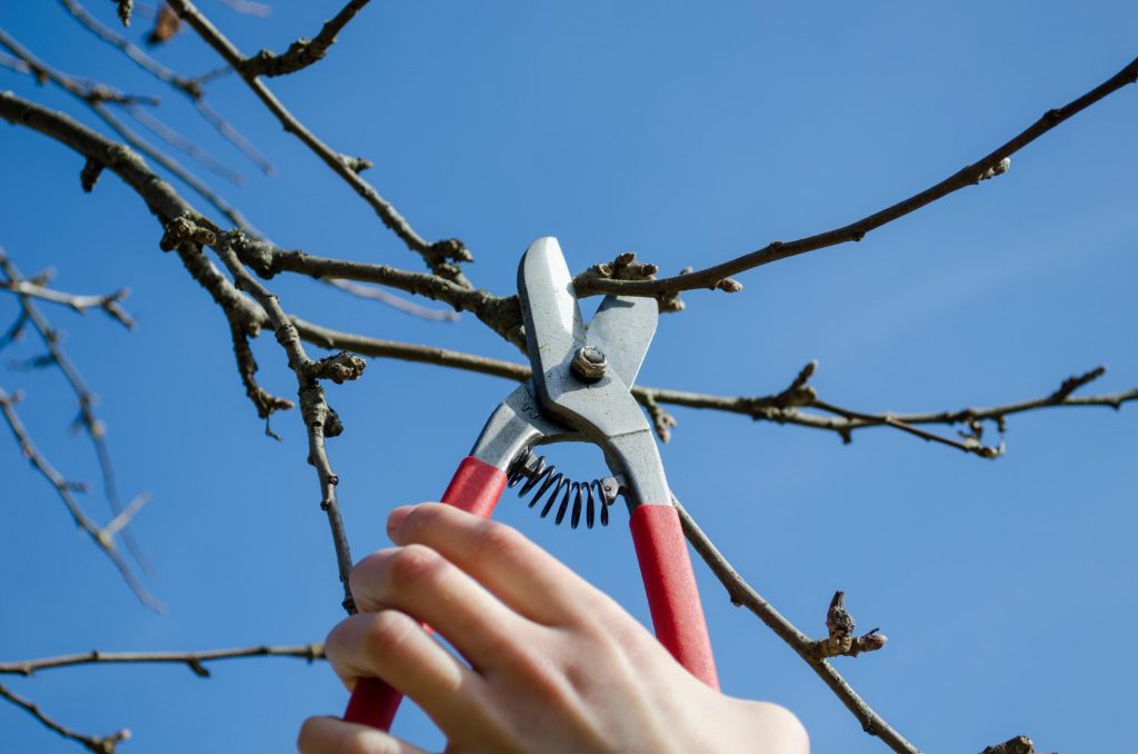 worker doing tree pruning